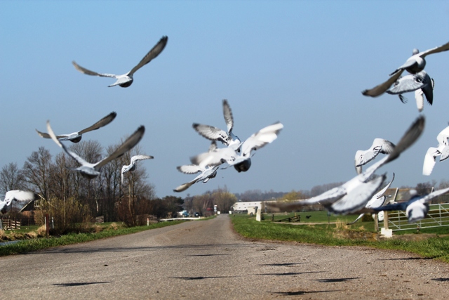 In volle draf naar huis