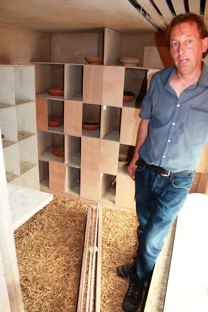 Henri in een afdeling van het jonge duivenhok