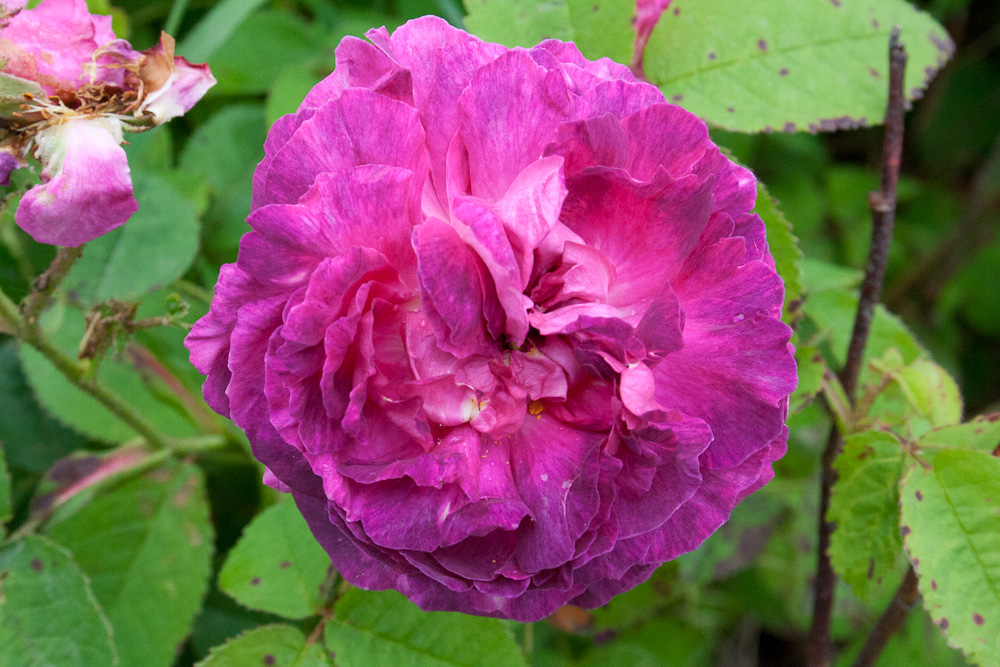 Image result for Rosa gallica Boule de Nanteuil